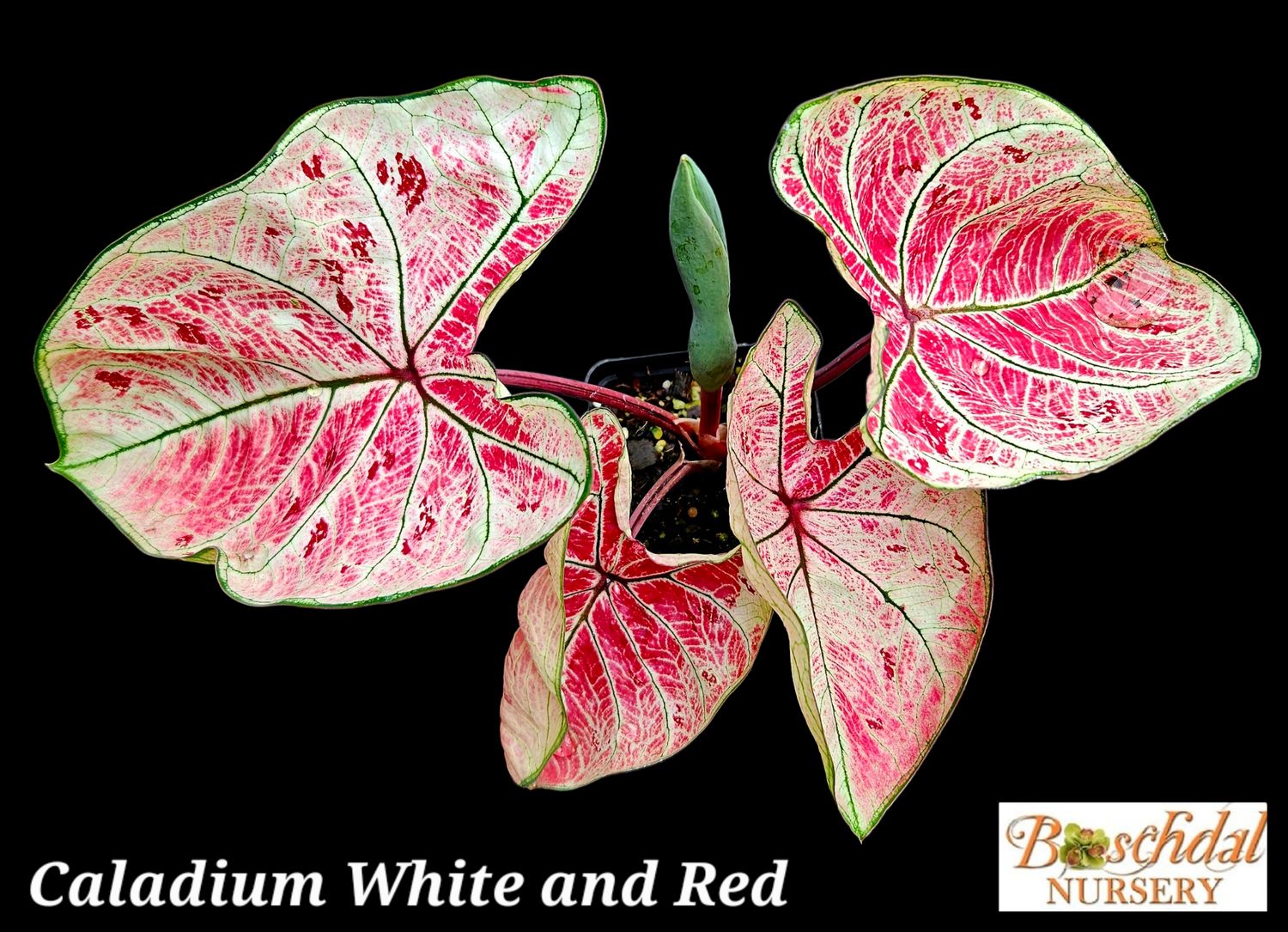 Caladium White and Red Caladium White and Red