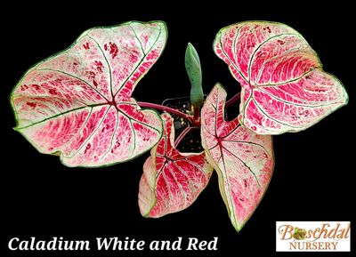 Caladium White and Red
