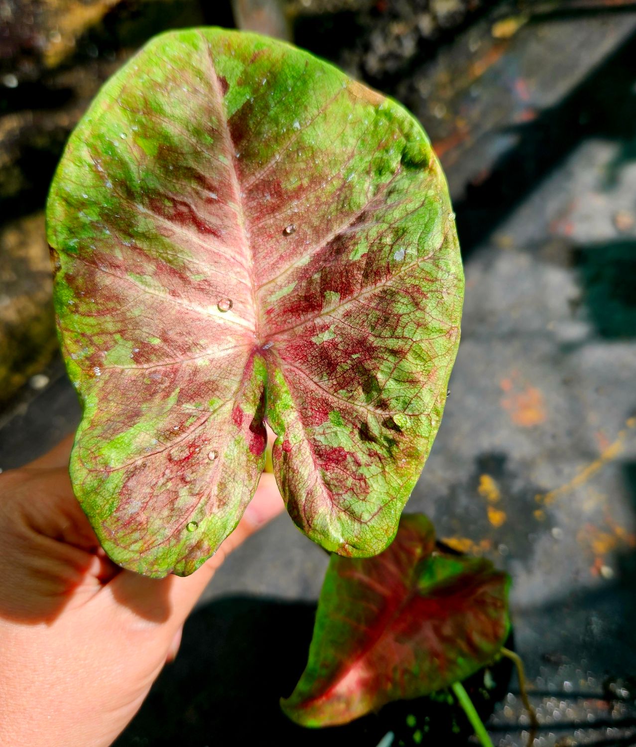 Caladium H