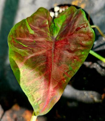 Caladium H