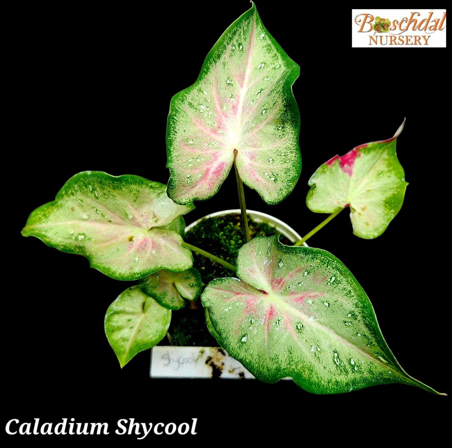 Caladium Shycool