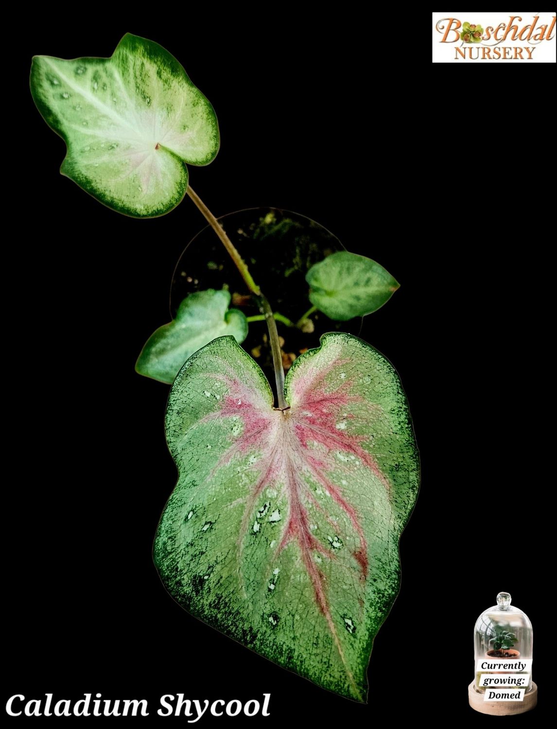 Caladium Shycool