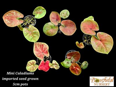 Caladium Mini's (grown from imported seed) random 5cm pot