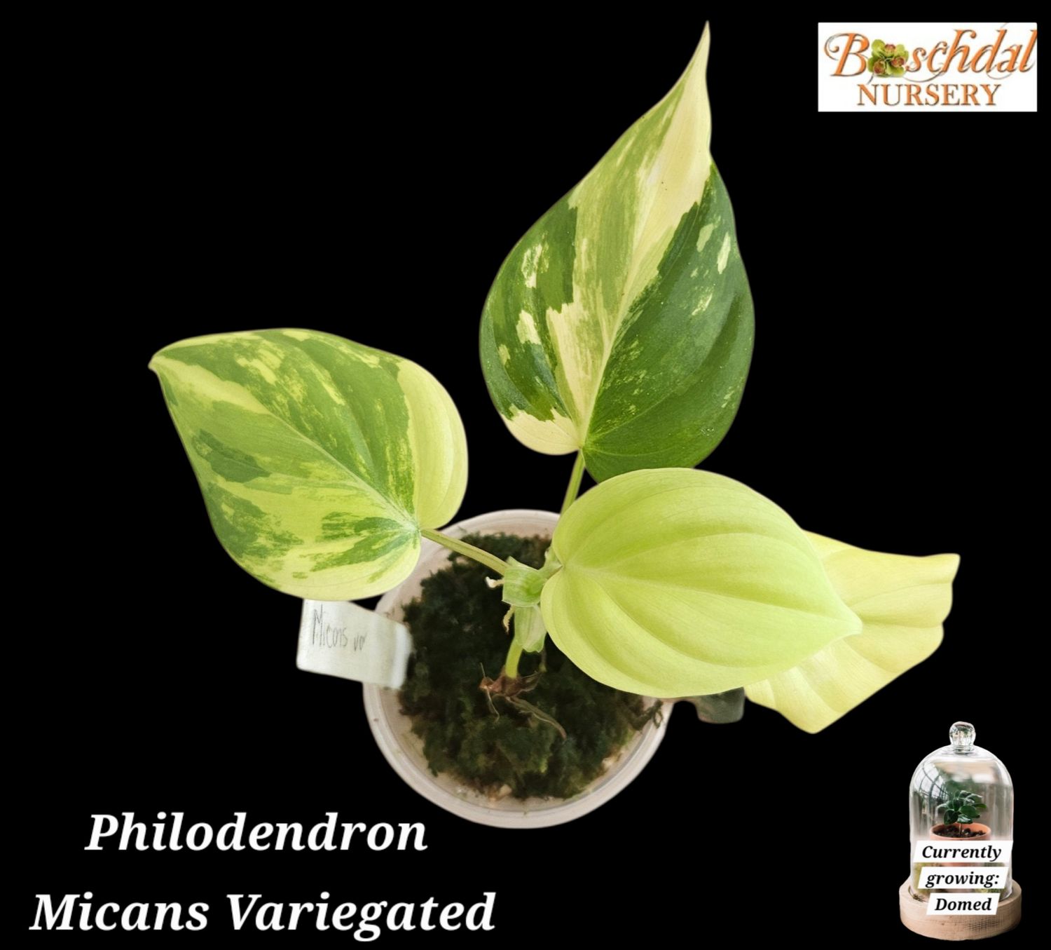 Philodendron Micans Variegated