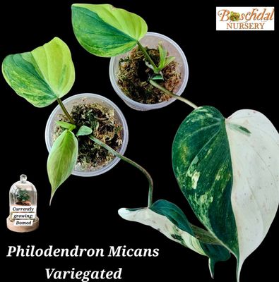 Philodendron Micans Variegated