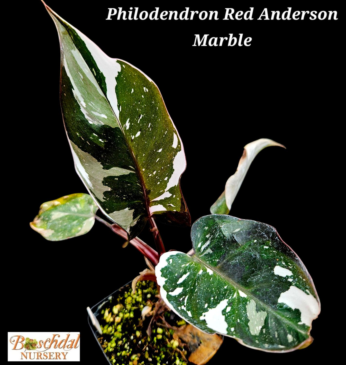 Philodendron Red Anderson Marble Philodendron Red Anderson Marble