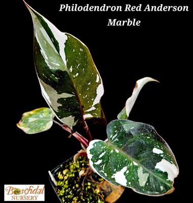 Philodendron Red Anderson Marble