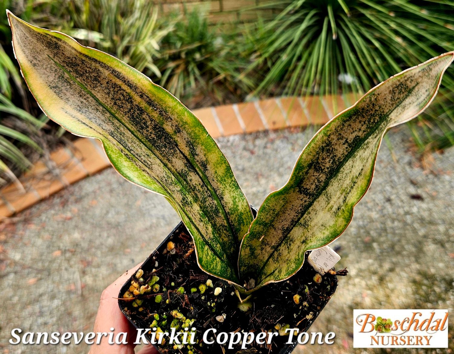 Sanseveria kirkii copper tone variegated Sanseveria kirkii copper tone variegated