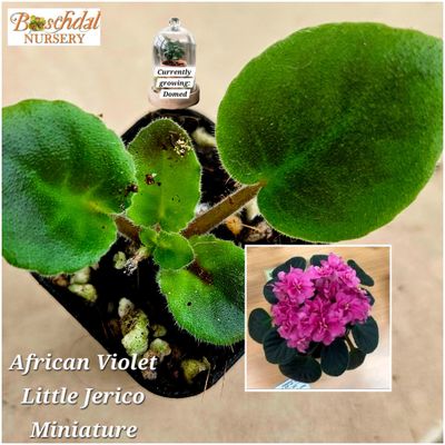 African Violet Little Jerico