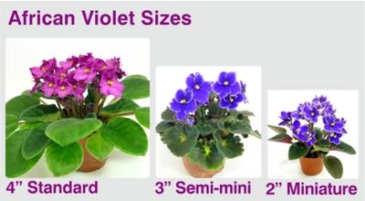 African Violet Little Jerico