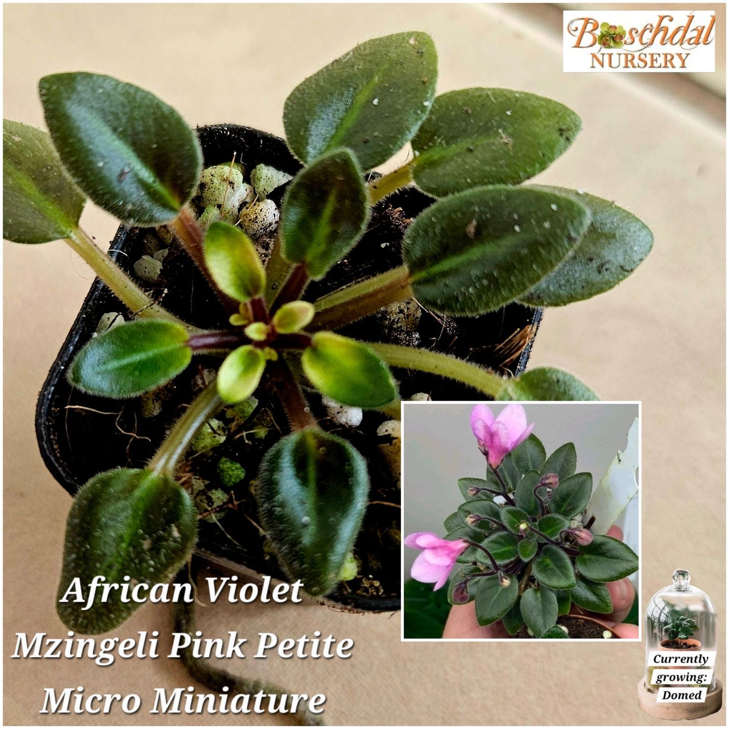 African Violet Mzingeli Pink Petite African Violet Mzingeli Pink Petite
