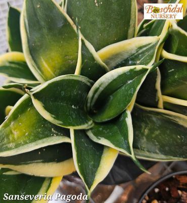 Sanseveria Pagoda T Sanseveria Pagoda T