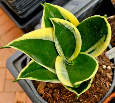 Sanseveria Jade Pagoda Small T