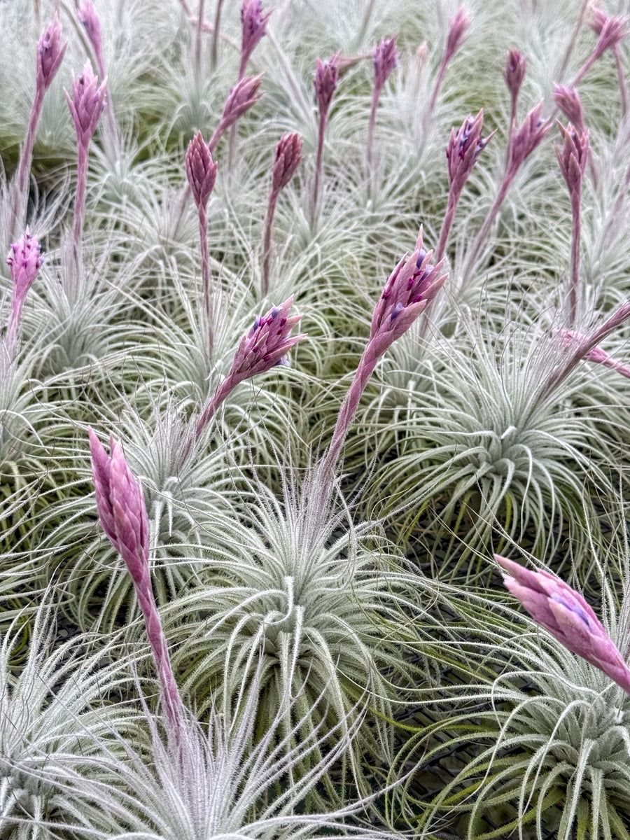 Tillandsia tectorum ecuador Tillandsia tectorum ecuador