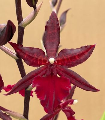 Oncostella Midnight Miracles Oncostella Midnight Miracles