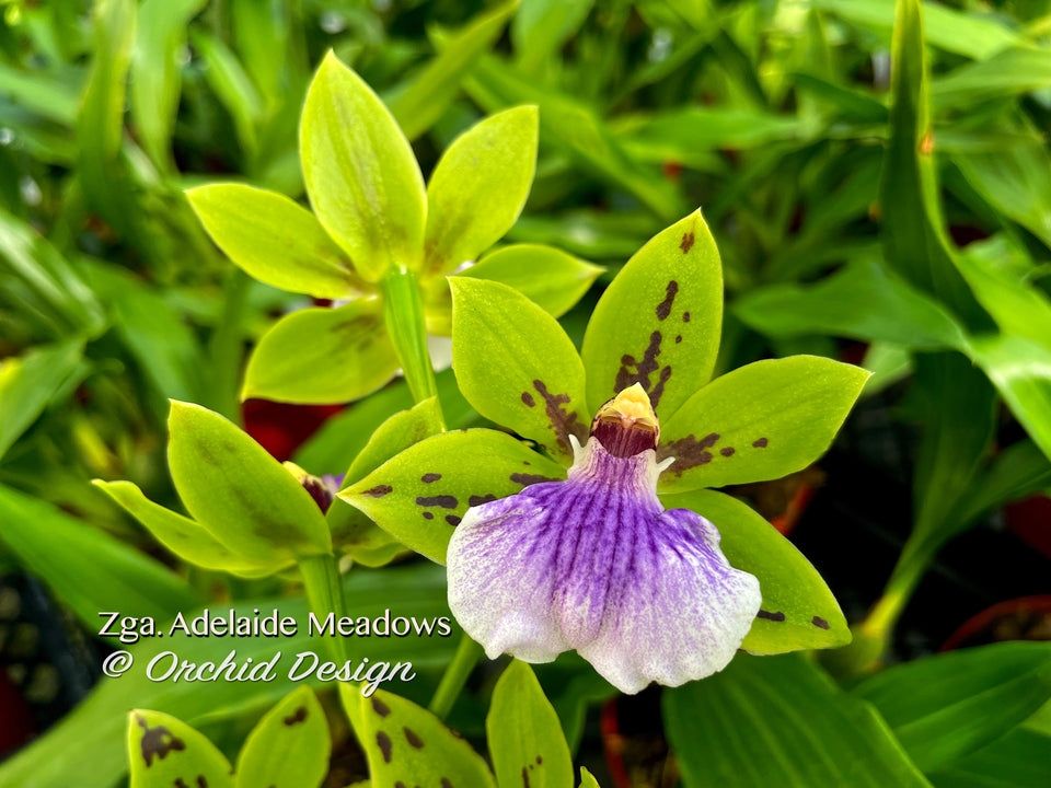Zygopetalium  Intermedia  x Adelaide Meadows