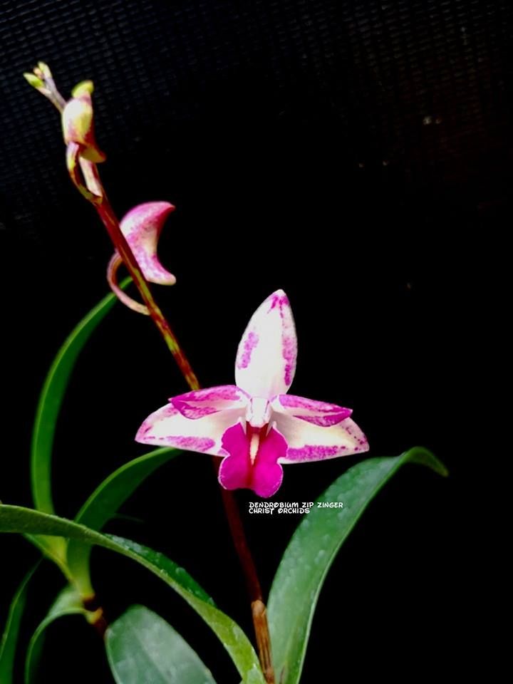 Dendrobium King Zip Dendrobium King Zip