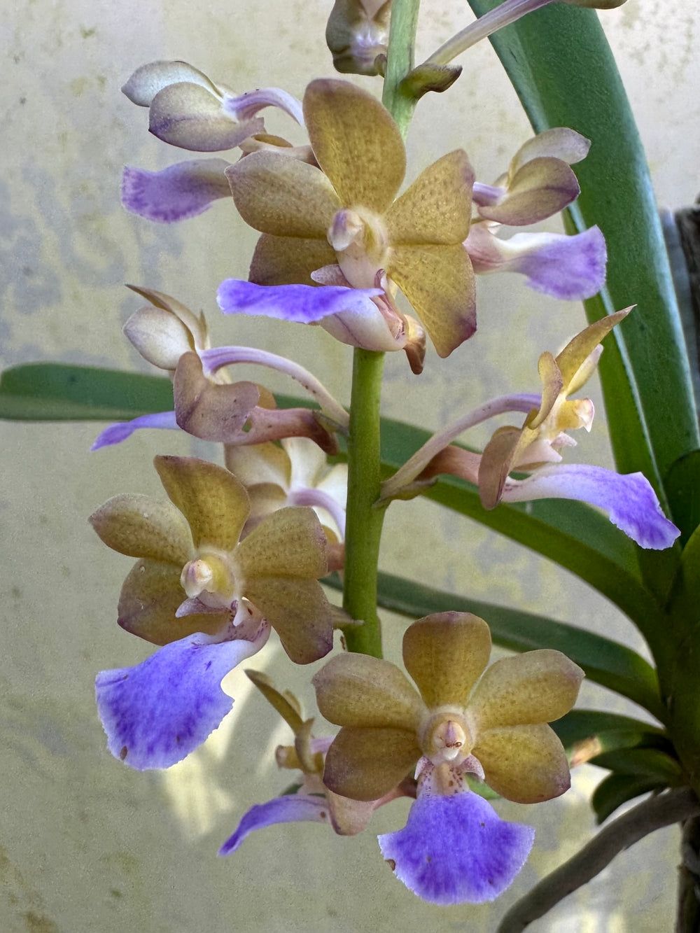 Vandachostylis Thai Noid Vandachostylis Thai Noid