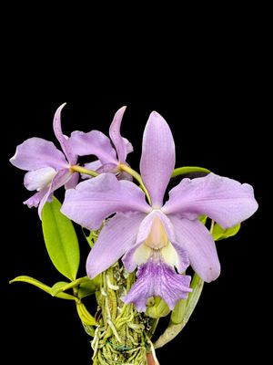 Cattleya Leoloddiglossa coerulea x C. Mini Purple