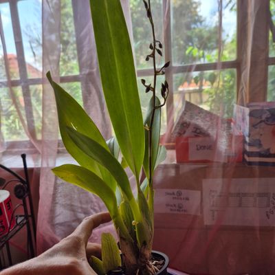 Oncostella aka baby raspberry chocolate Oncostella aka baby raspberry chocolate