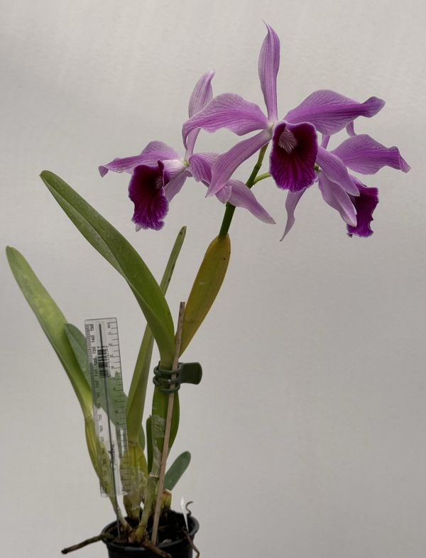 Laelia Pacavia Laelia Pacavia