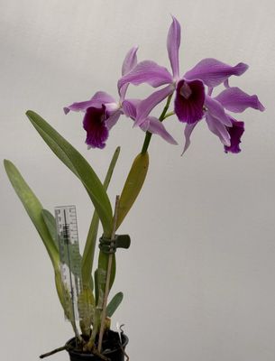 Laelia Pacavia