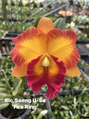 RLC Saen USA