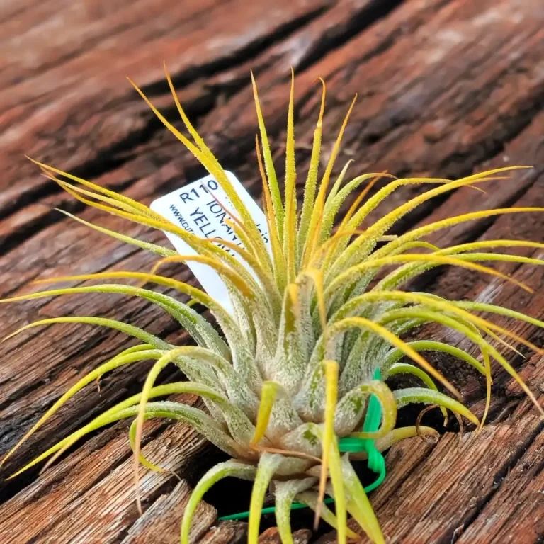 Tillandsia ionantha Suma white