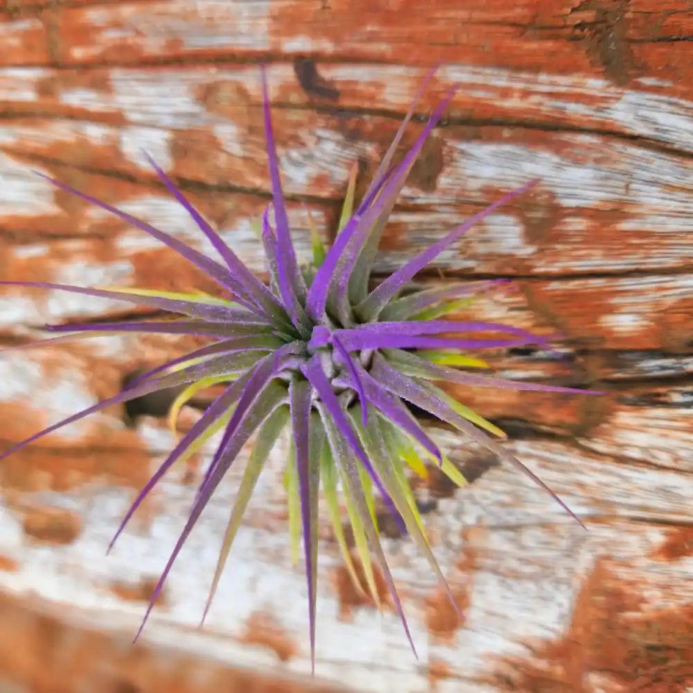 Tillandsia Ionantha lavender