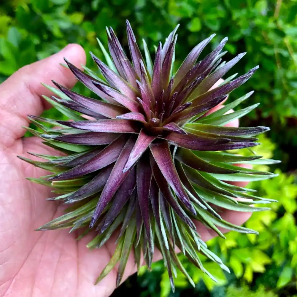 Tillandsia Tenuifolio Purple fan
