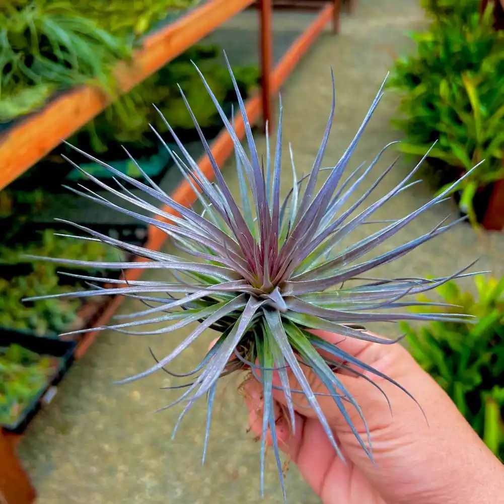 Tillandsia Stricta iridescent