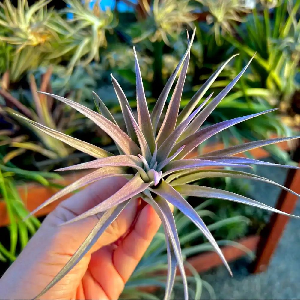 Tillandsia capitata purple Tillandsia capitata purple