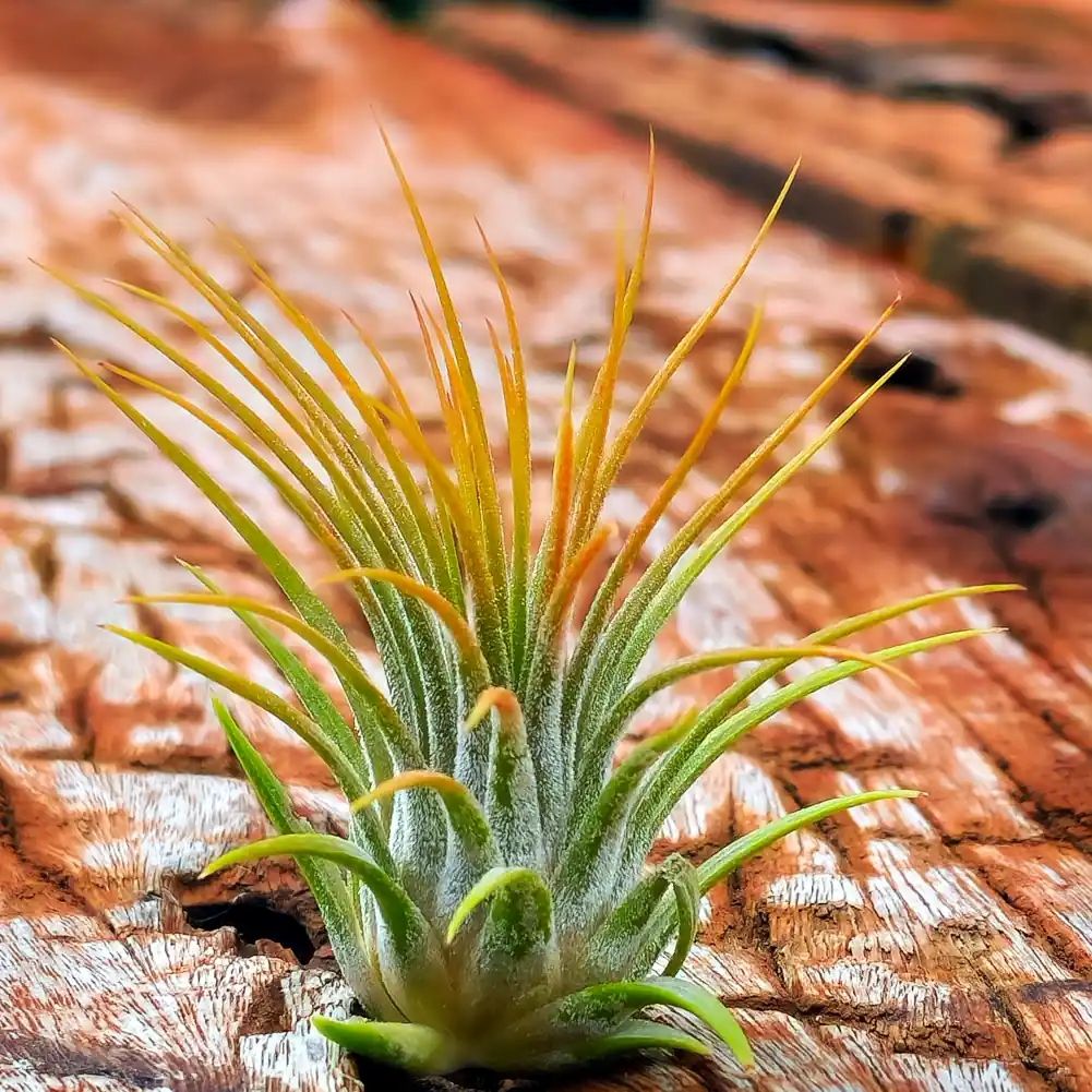 Tillandsia sunset orange