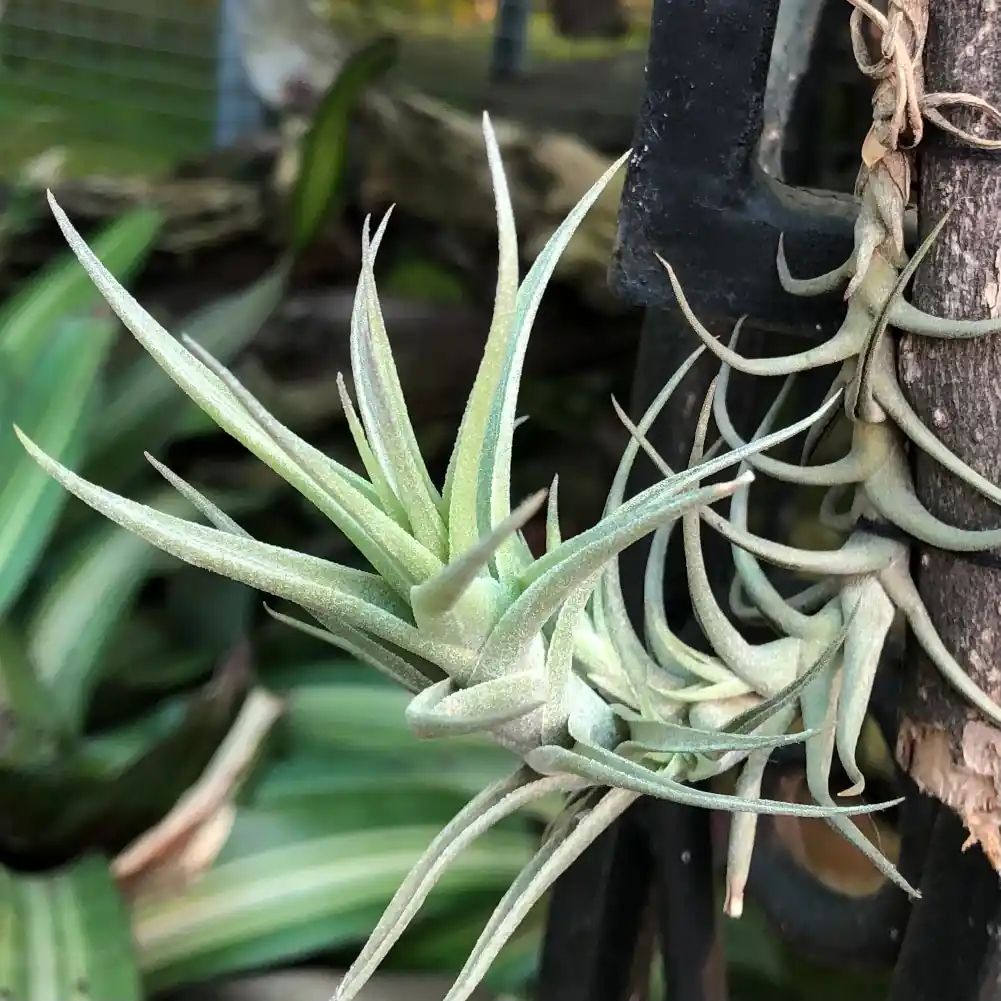 Tillandsia bergeri