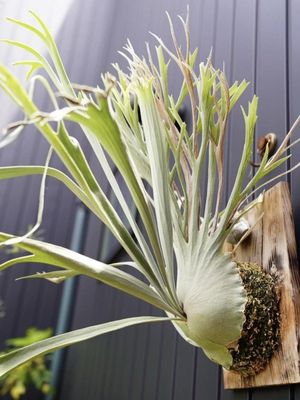 Platycerium Vietchii Platycerium Vietchii