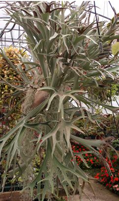 Platycerium Vietchii