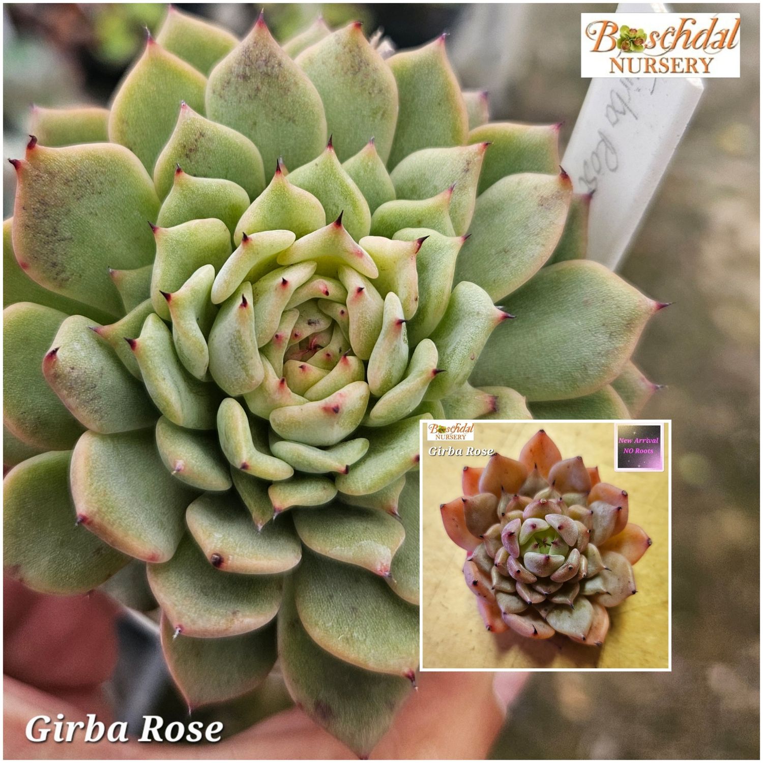 Echeveria Girba Rose