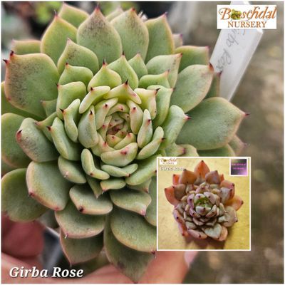 Echeveria Girba Rose