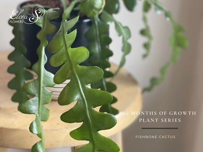 Zig zag cactus