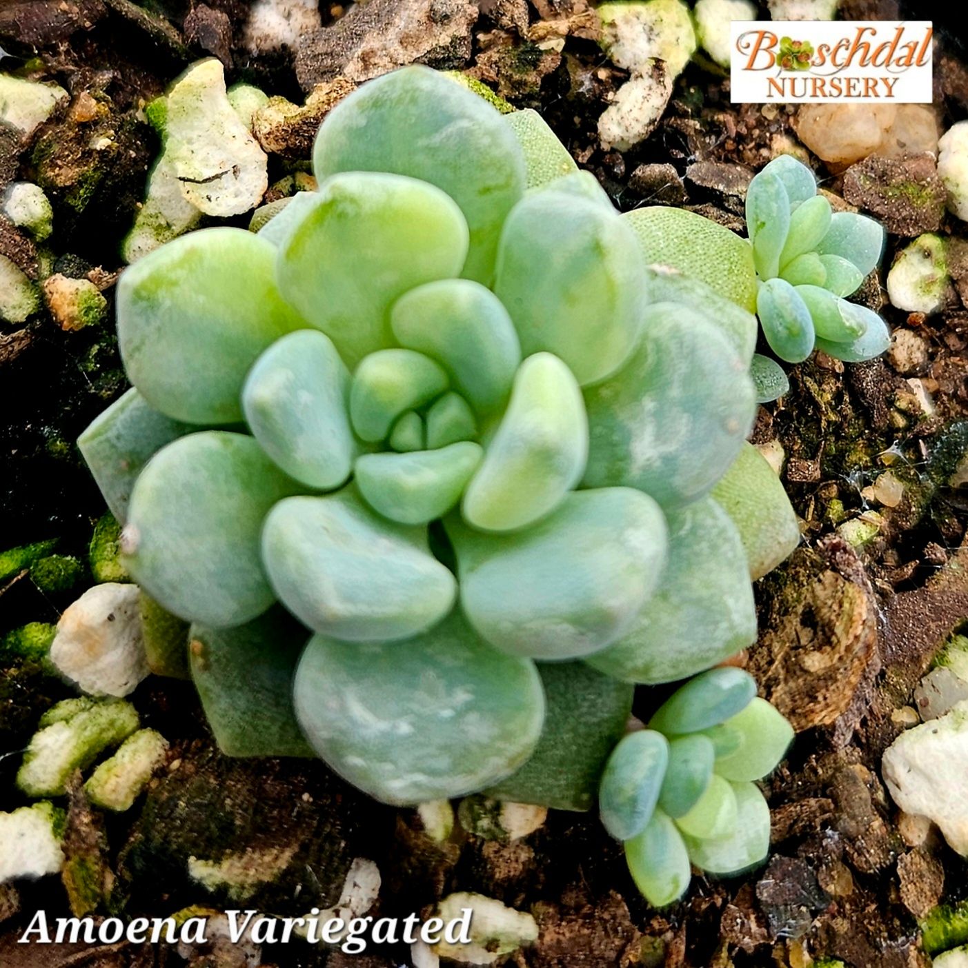 Echeveria Amoena Variegated Echeveria Amoena Variegated