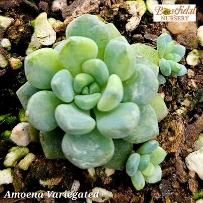 Echeveria Amoena Variegated