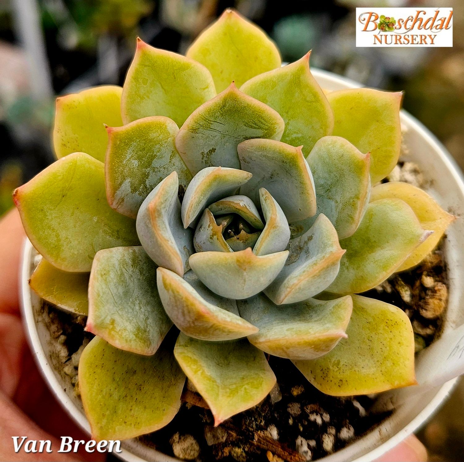 Echeveria Van Breen
