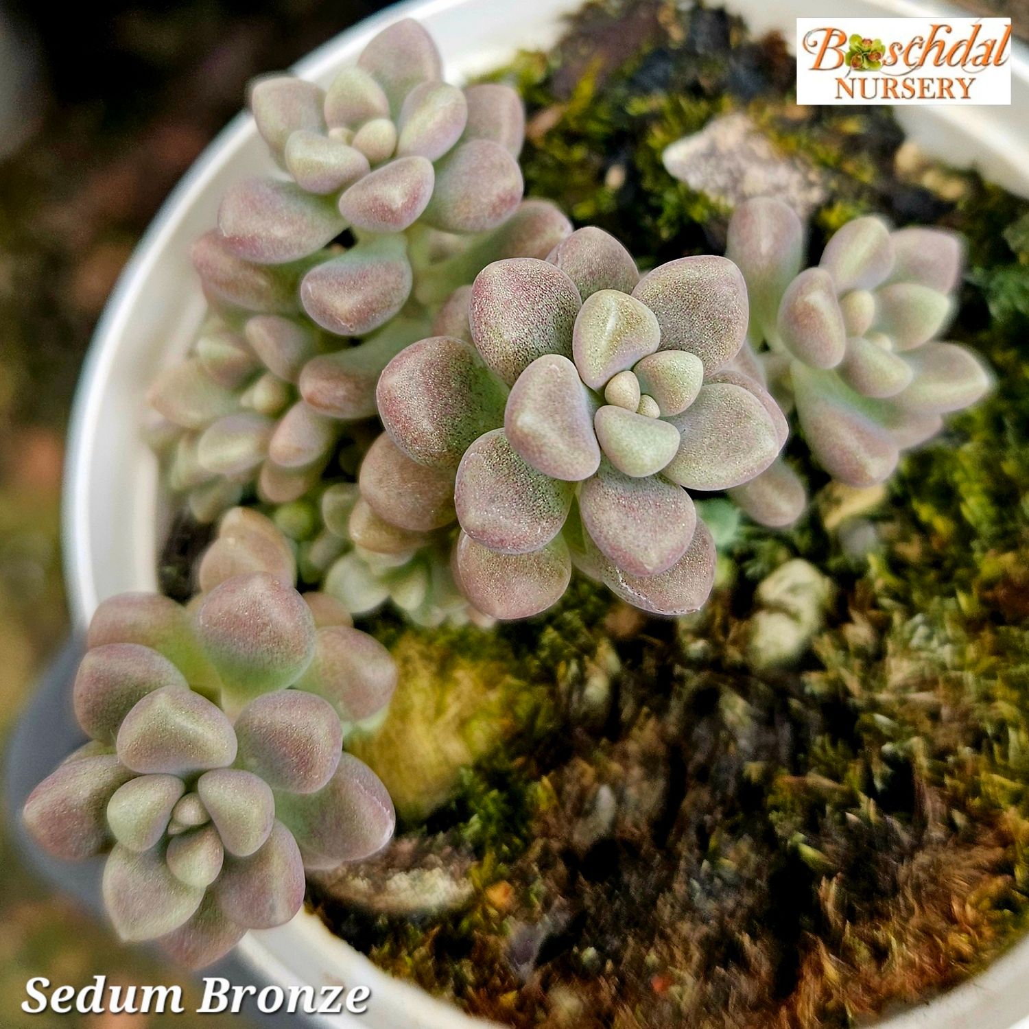 Sedum Bronze Sedum Bronze