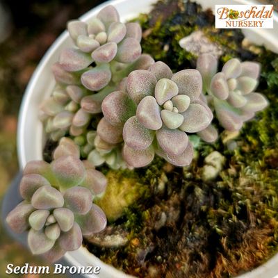 Sedum Bronze