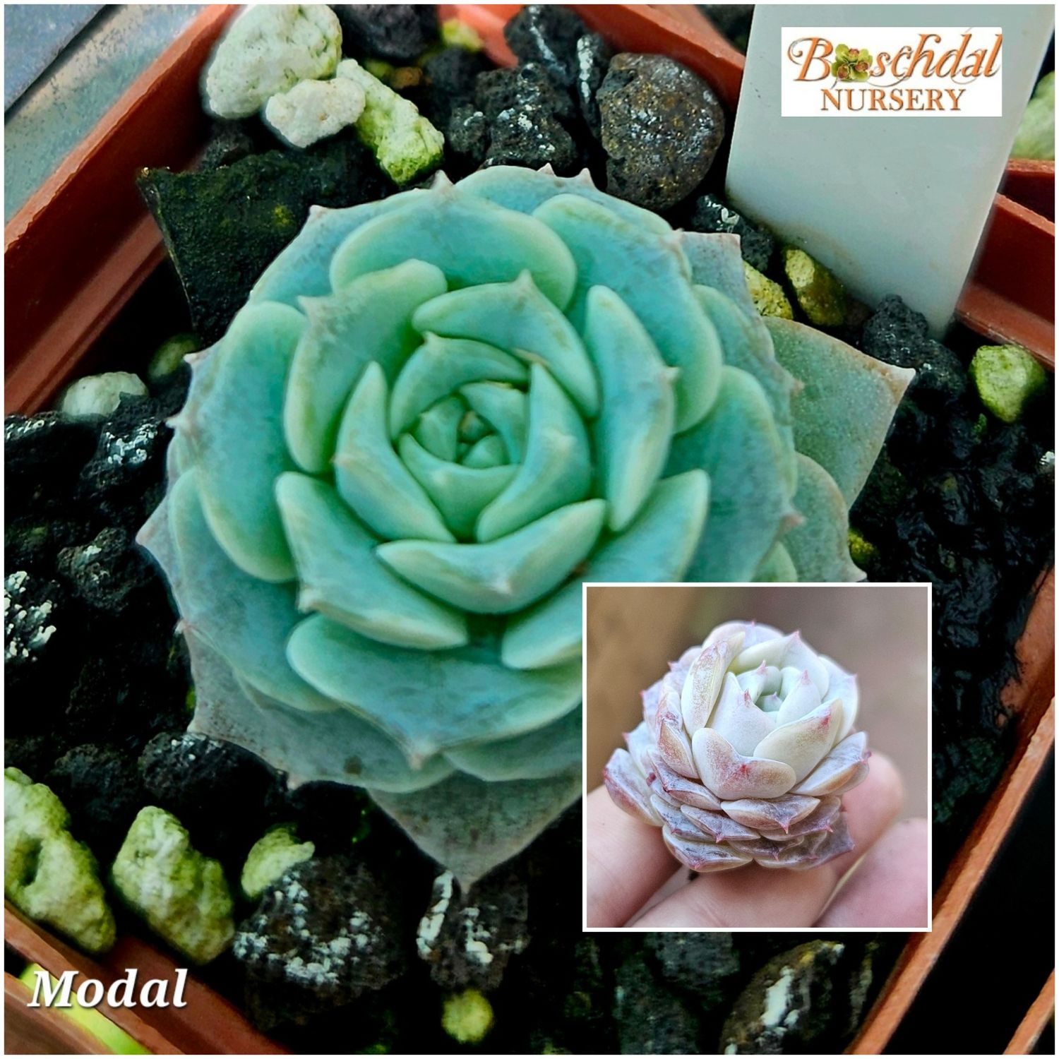 Echeveria Modal Echeveria Modal