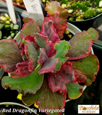Echeveria Red Dragonfly Variegated Echeveria Red Dragonfly Variegated