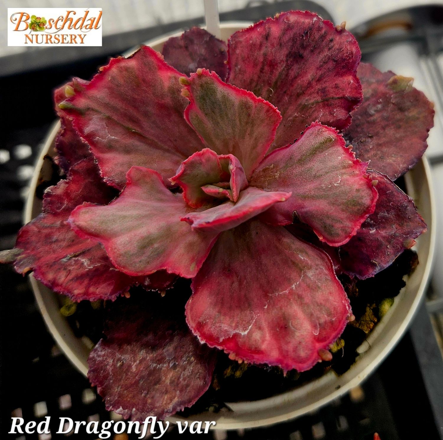 Echeveria Red Dragonfly Variegated Echeveria Red Dragonfly Variegated
