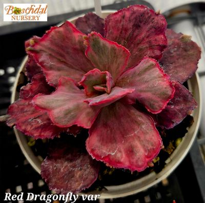 Echeveria Red Dragonfly Variegated