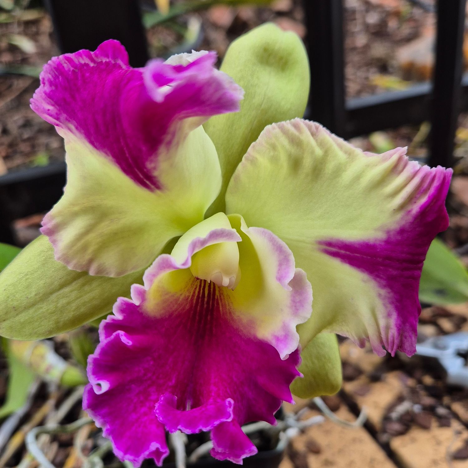 BL c Hawaiian Lightning BL c Hawaiian Lightning