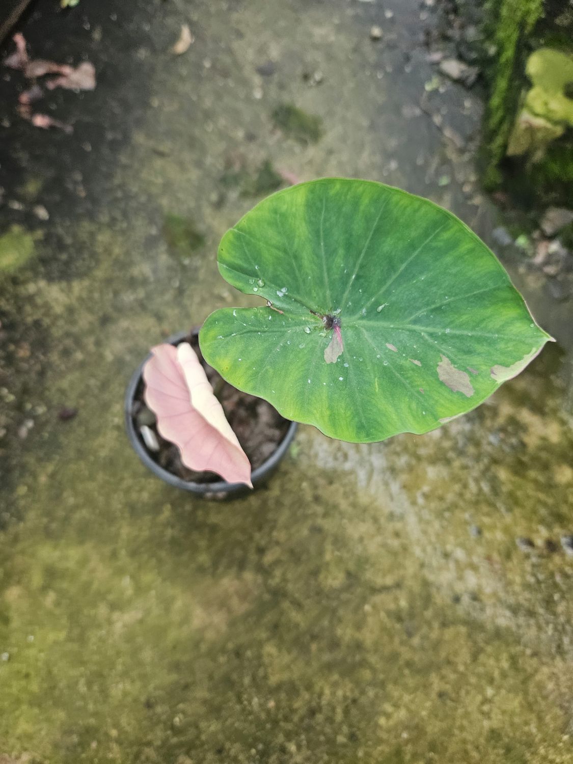 Colocasia Praseng Pink Colocasia Praseng Pink